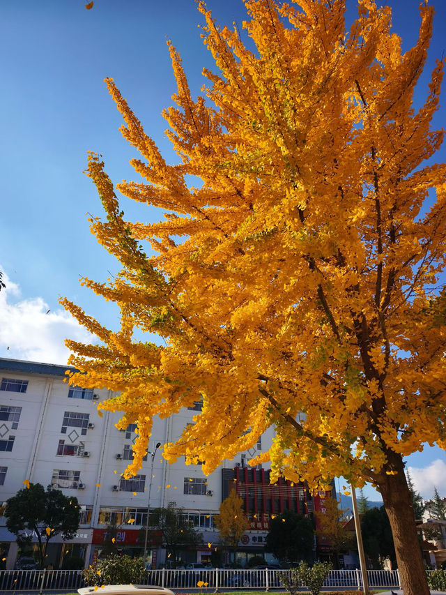 會澤秋韻：在時光摺皺裡拾起一城金黃