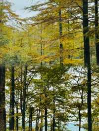 四明山的秋，是上帝打翻的調色盤