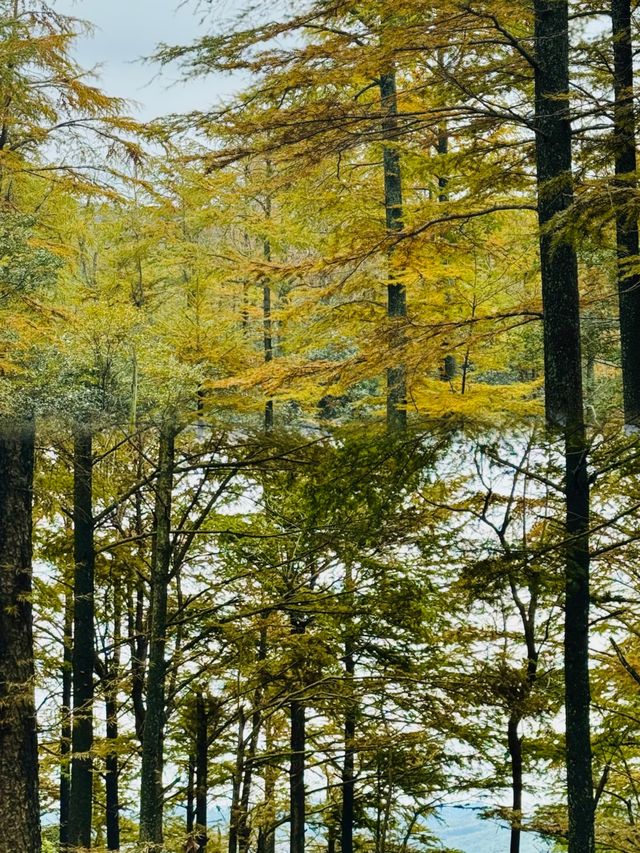 四明山的秋，是上帝打翻的調色盤