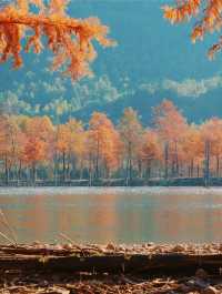 最新皖南川藏線的秋，藏在這片紅海裏。