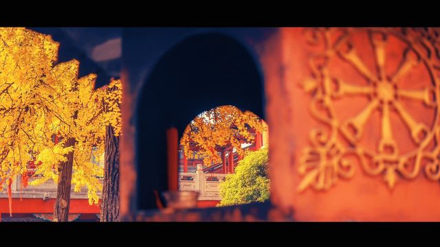 南京最禪意銀杏地毗盧寺私藏機位攻略