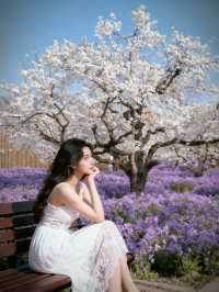 三臺山梨蘭會，浪漫的天花板！