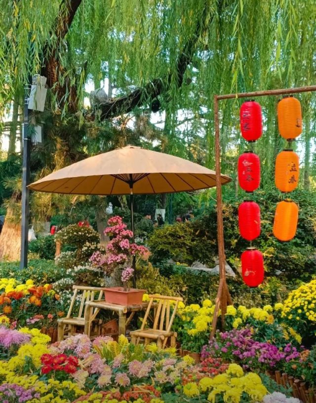 濟南趵突泉賞菊記｜三股清流滿園秋色太治癒了！