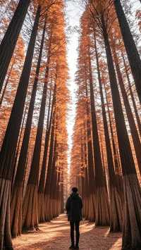 誰說冬天只能看雪?12月上海“反季節”奇遇!