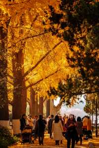 南京絕美銀杏大道曝光金色童話輕鬆get