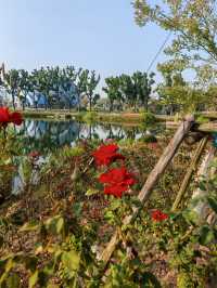 魔都植物園必看攻略櫻花季省時省力玩法