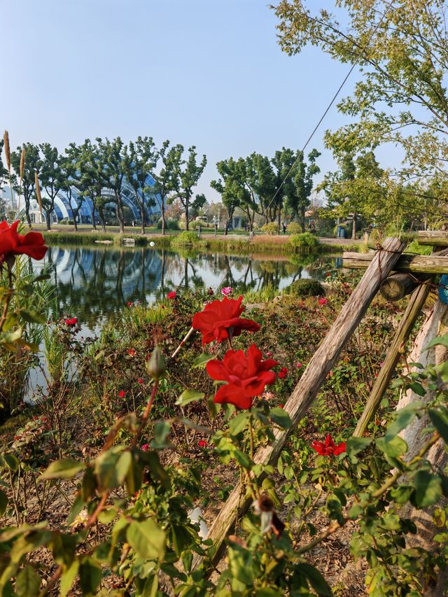 魔都植物園必看攻略櫻花季省時省力玩法