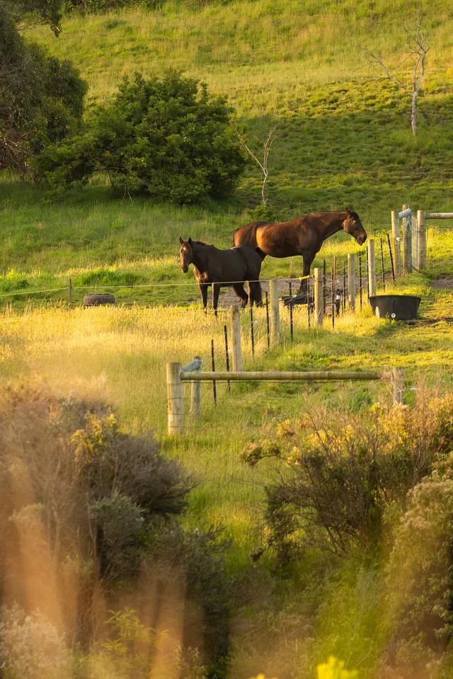 從墨爾本出發2小時🫏牛馬本人體驗退休生活