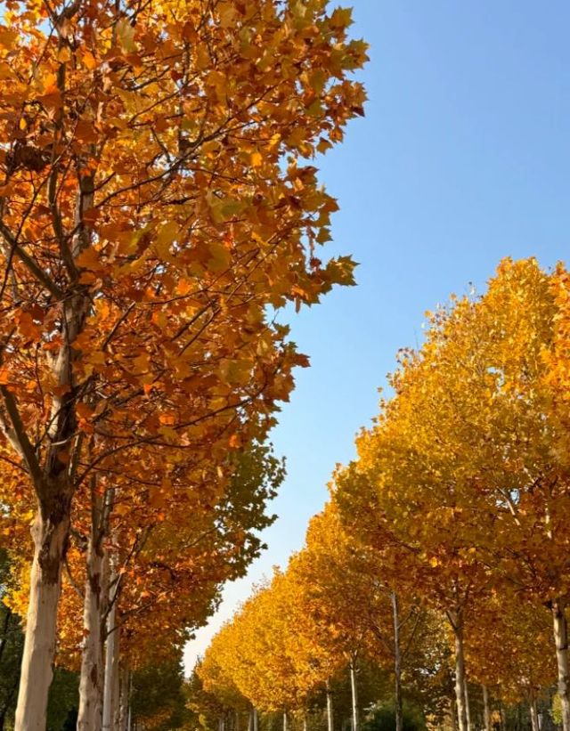 長沙9公里梧桐路美景打卡