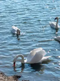 成都秋假 新疆賽里木湖4天三晚攻略來啦