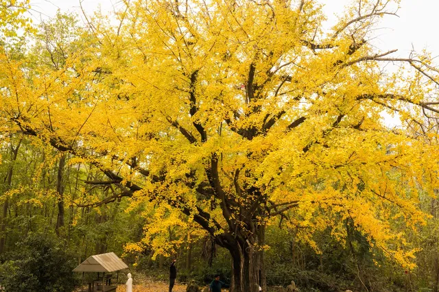 “我言秋日勝春朝”