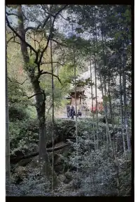 清冷武夷山，最宜岩骨花香漫步