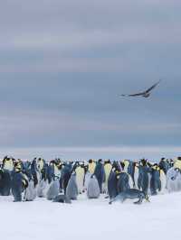 2026南極點中文團！超稀缺名額看帝企鵝