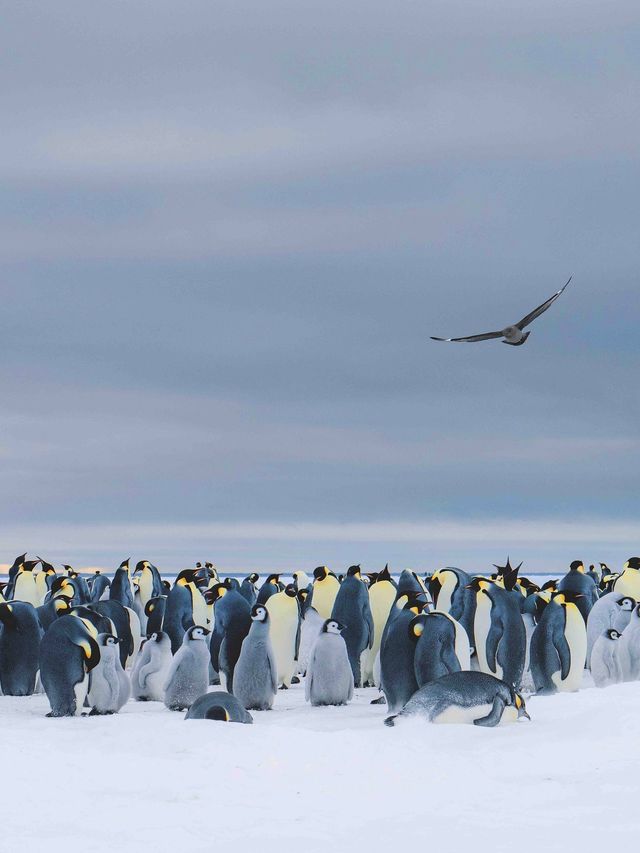 2026南極點中文團！超稀缺名額看帝企鵝