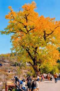 浙江人速衝安徽齊雲山免票攻略修仙賞秋兩日遊