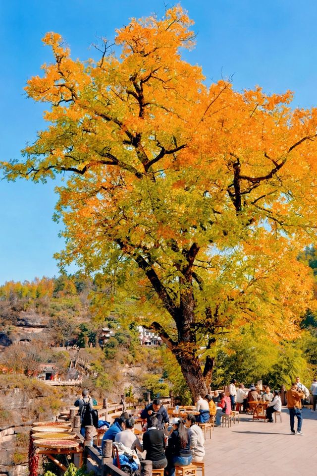 浙江人速衝安徽齊雲山免票攻略修仙賞秋兩日遊