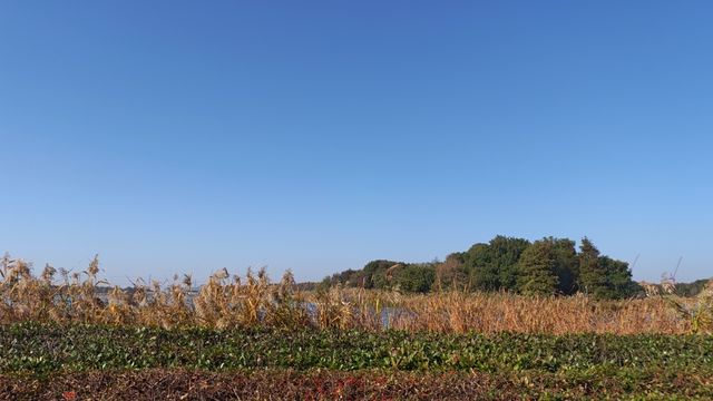 隱匿的星願：在喧騰樂園邊，找到一片濕地