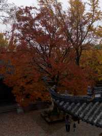 常熟小眾秘境！小雲棲寺的冬天真的美哭了！