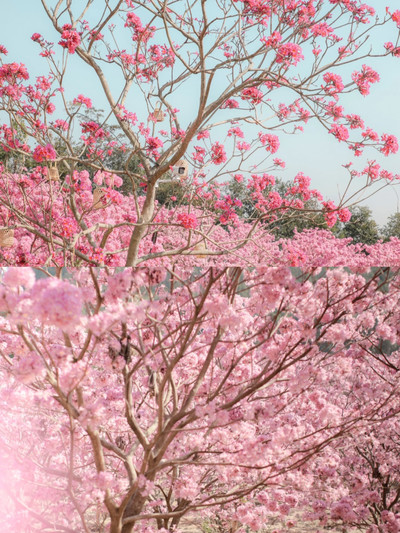 廣東漫山紫風鈴花海美到封神！！12.1開園！ | Trip.com — Jiangmen