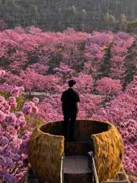 闖入油畫世界廣東這片紫粉花海美到窒息