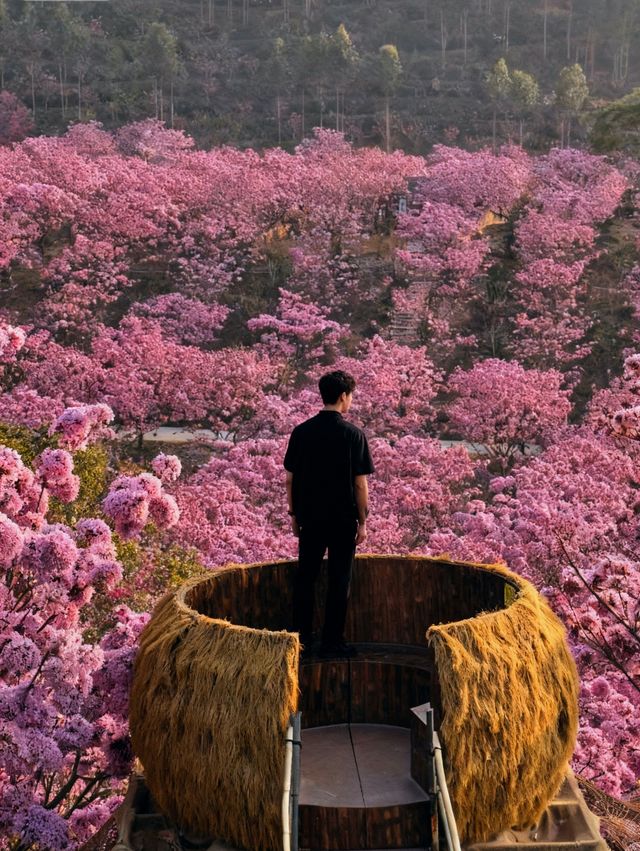 闖入油畫世界廣東這片紫粉花海美到窒息