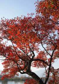 西昌,冬日的一抹秋