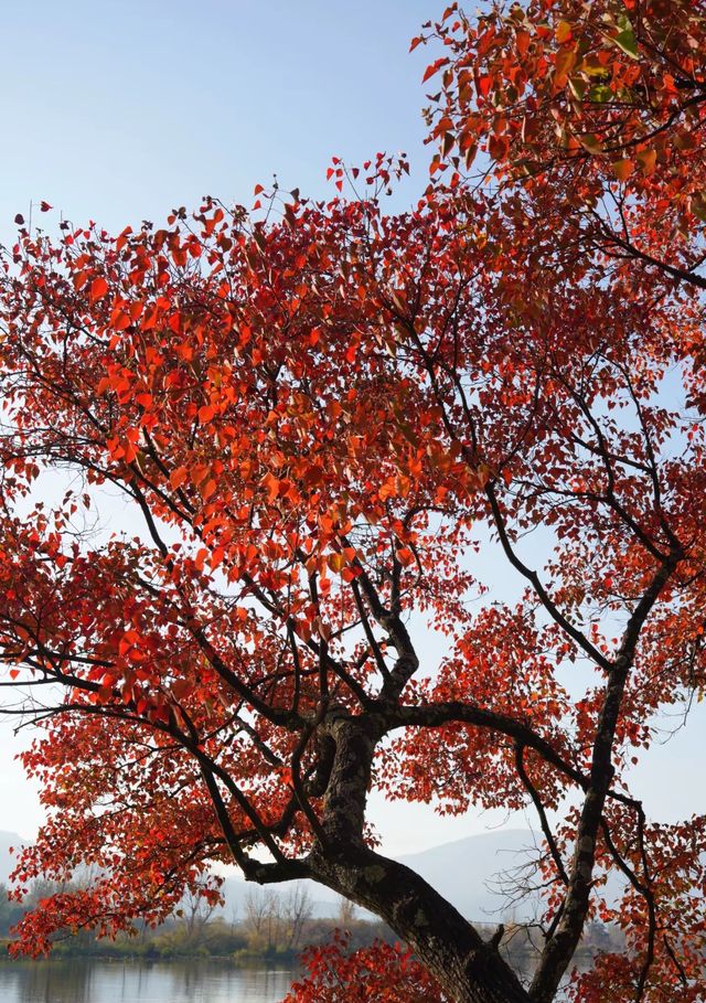 西昌,冬日的一抹秋 西昌,冬日的一抹秋