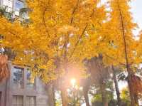 這個秋天,來昆明住進金色銀杏的童話裏 發現昆明小眾打卡地 - 維也納國際酒店(昆明高鐵南站市政府