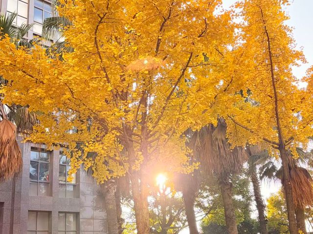 這個秋天,來昆明住進金色銀杏的童話裏 發現昆明小眾打卡地 - 維也納國際酒店(昆明高鐵南站市政府 這個秋天,來昆明住進金色銀杏的童話裏 發現昆明小眾打卡地 - 維也納國際酒店(昆明高鐵南站市政府