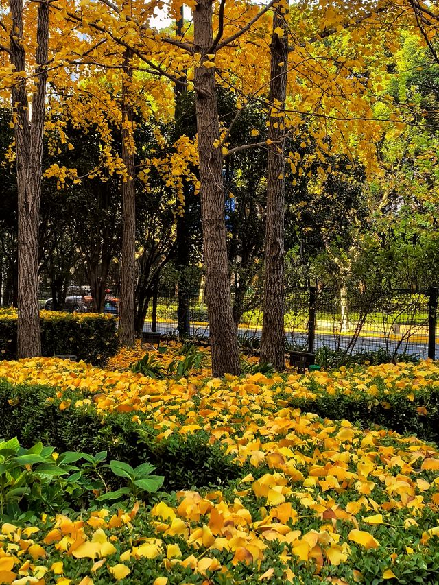 一場落在肇嘉浜路中的銀杏雨。