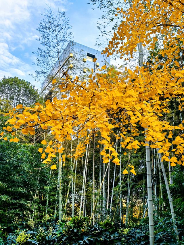 秋日限定!徐家匯公園紅葉暴擊市中心的調色盤炸裂了! 秋日限定!徐家匯公園紅葉暴擊市中心的調色盤炸裂了!