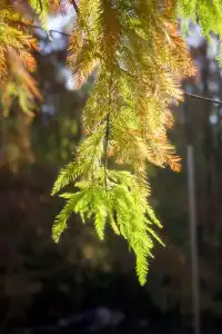 秋冬限定，蘇州這裡美哭了！！