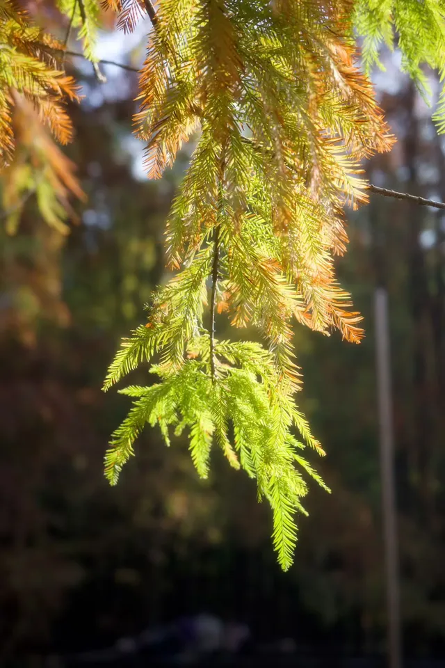 秋冬限定，蘇州這裡美哭了！！
