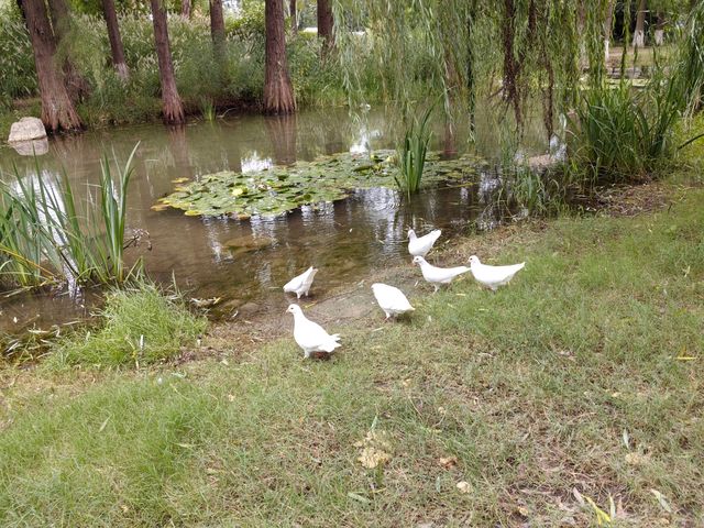阜陽必去打卡點，夜景也超絕，阜陽人自己的花園