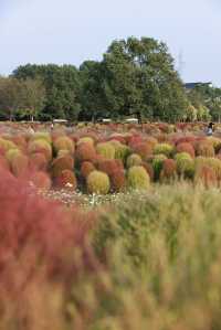 魔都不可錯過的深秋聖地！地膚草海美到窒息