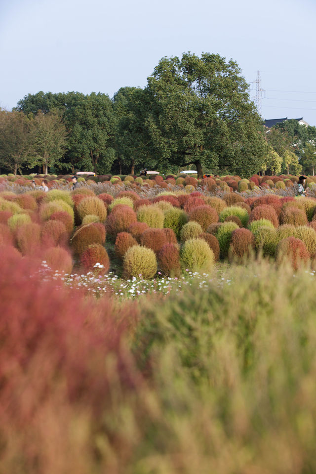 魔都不可錯過的深秋聖地！地膚草海美到窒息