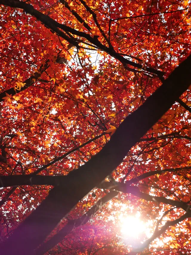 我找到了廈門的秋天 我找到了廈門的秋天