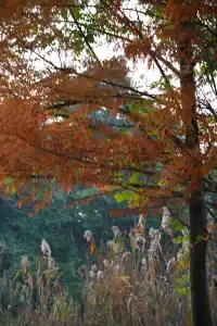 還用去擠白鷺灣?人少景美的水杉秘境!