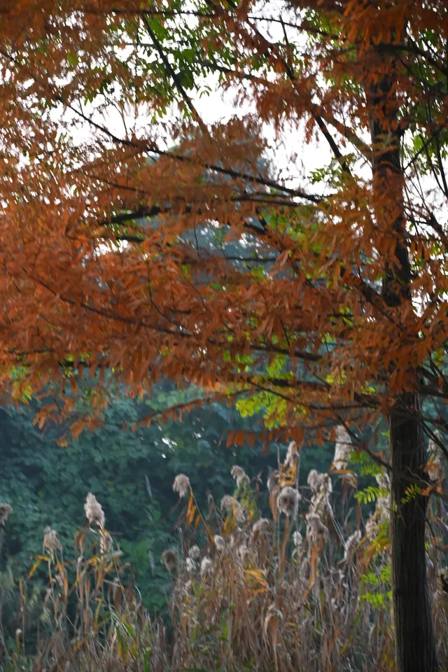 還用去擠白鷺灣?人少景美的水杉秘境! 還用去擠白鷺灣?人少景美的水杉秘境!