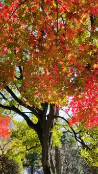 12.1號實況，青島崂山太清宮殺瘋了！