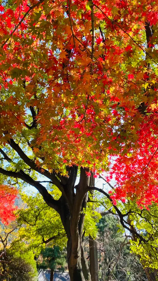 12.1號實況，青島崂山太清宮殺瘋了！