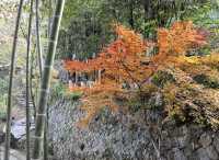 莫干山紅葉美到極致