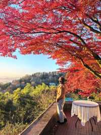 莫干山紅葉美到極致