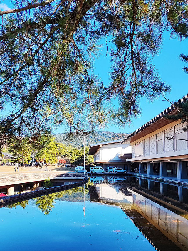 11月好去處|秋遊奈良春日野園地:邂逅自然與古韻 11月好去處|秋遊奈良春日野園地:邂逅自然與古韻