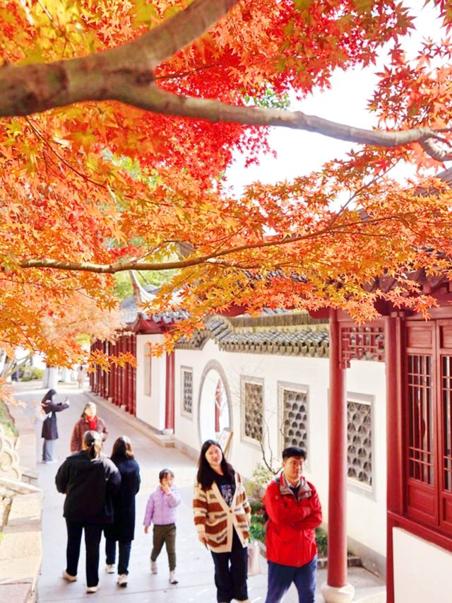 嘉興南湖賞楓指南！紅透半邊天的秋日浪漫