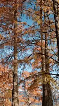 南京周邊遊——皖南的秋