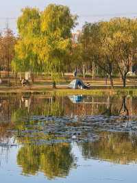 滬上秋韻 | 湖畔金柳,沔青之秋