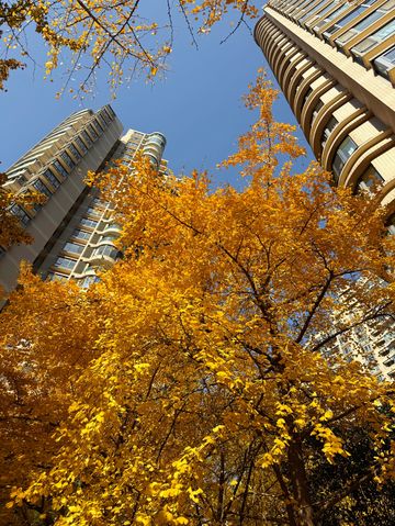 魔都黃金城道觀賞銀杏｜秒穿金色童話