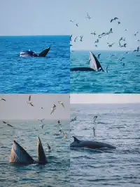 涠洲島三日遊 追鯨吃海鮮趕海坐遊艇