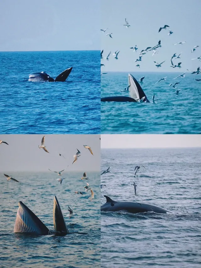 涠洲島三日遊 追鯨吃海鮮趕海坐遊艇 涠洲島三日遊 追鯨吃海鮮趕海坐遊艇